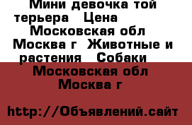 Мини девочка той терьера › Цена ­ 30 000 - Московская обл., Москва г. Животные и растения » Собаки   . Московская обл.,Москва г.